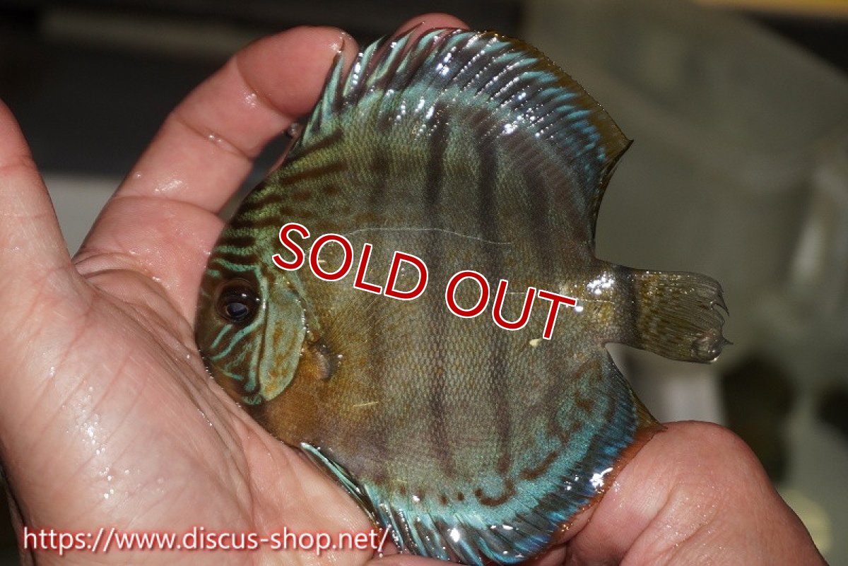 画像1: 【決算セール対象個体】【ワイルドディスカス】【通販】【年に一度の入荷】アルトナナイディアマンテ アズール ヤングスター【個体販売】9-11cm（生体）ナナイ産 (1)