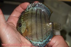 画像1: 【決算セール対象個体】【ワイルドディスカス】【通販】【年に一度の入荷】アルトナナイディアマンテ アズール ヤングスター【個体販売】9-11cm（生体）ナナイ産 (1)