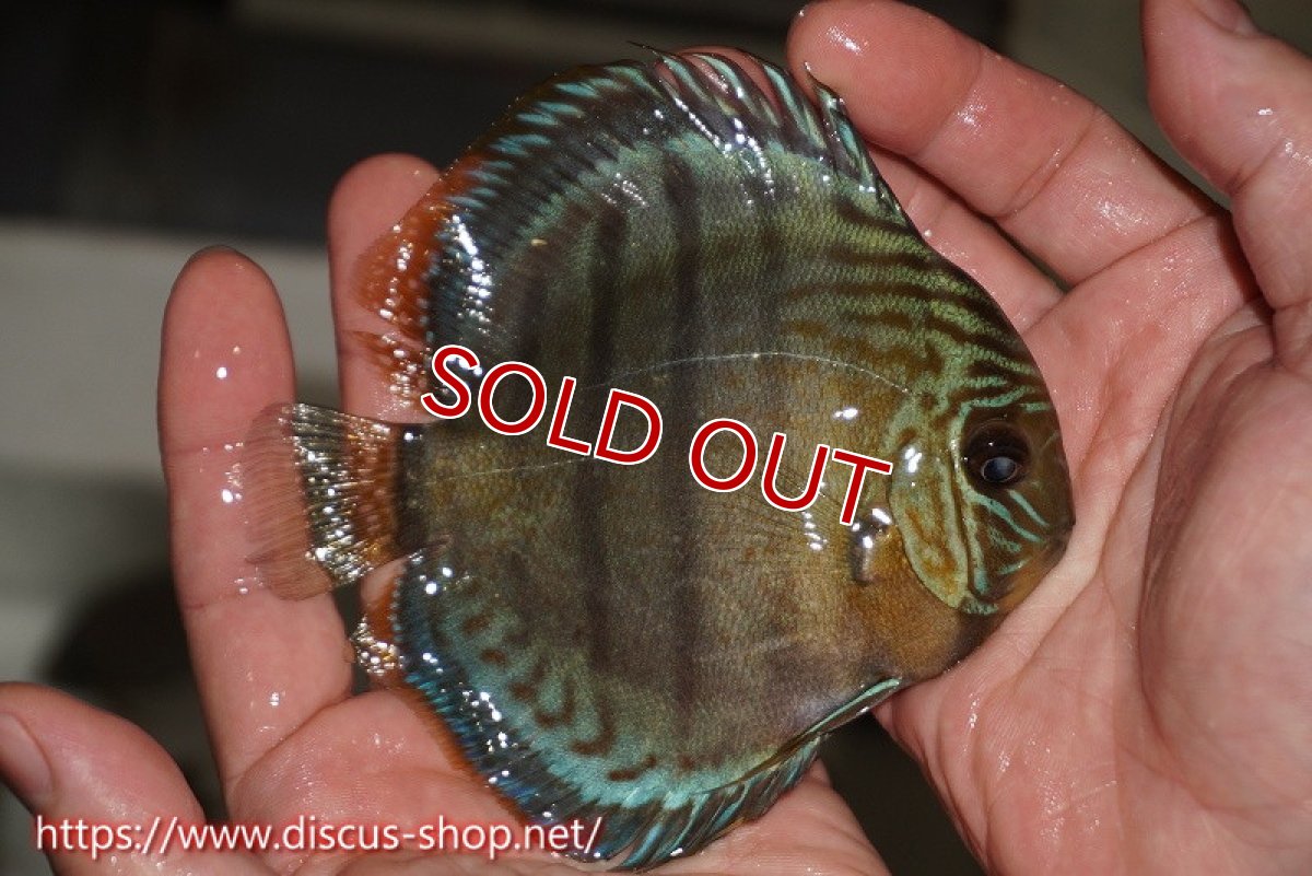 画像2: 【決算セール対象個体】【ワイルドディスカス】【通販】【年に一度の入荷】アルトナナイディアマンテ アズール ヤングスター【個体販売】9-11cm（生体）ナナイ産 (2)