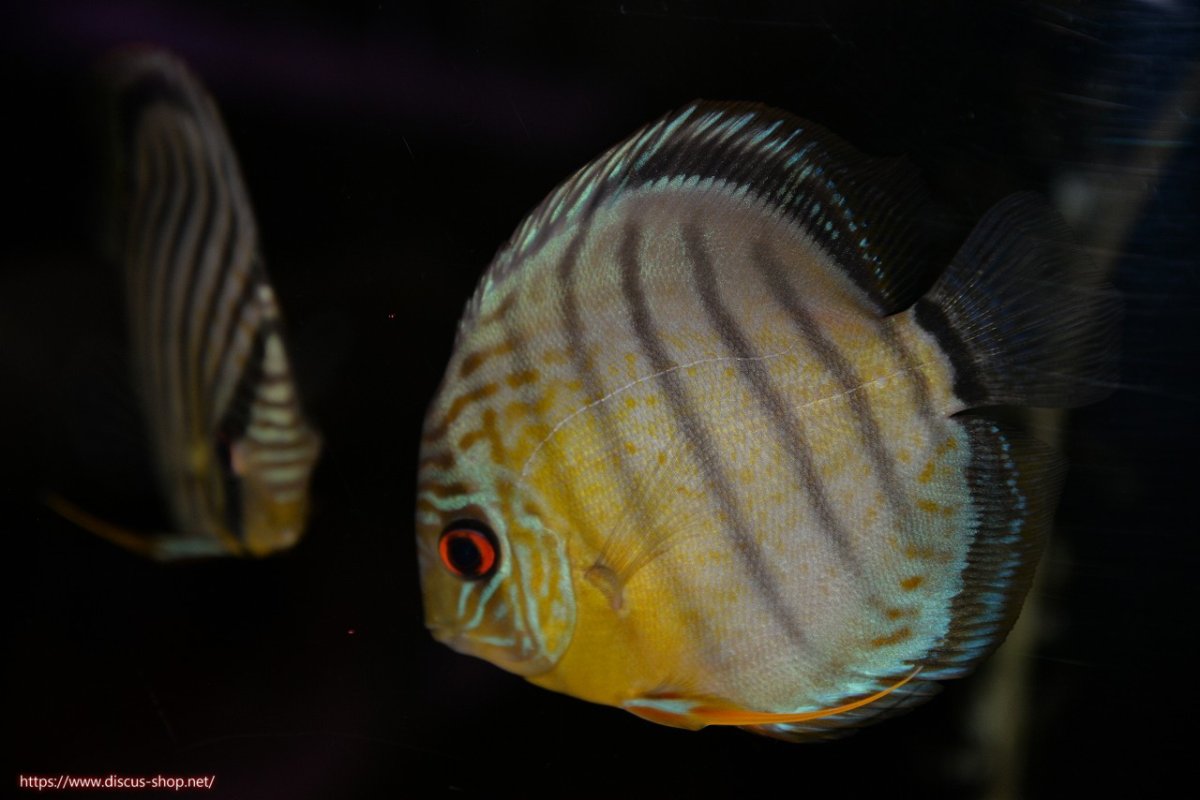 画像1: 【ワイルドディスカス】【通販】【年に一度の入荷】アルトナナイディアマンテ アズール ヤングスター【個体販売】9-11cm（生体）ナナイ産 (1)