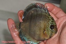 画像2: 【決算セール対象個体】【ワイルドディスカス】【通販】【年に一度の入荷】アルトナナイディアマンテ アズール ヤングスター【個体販売】9-11cm（生体）ナナイ産 (2)