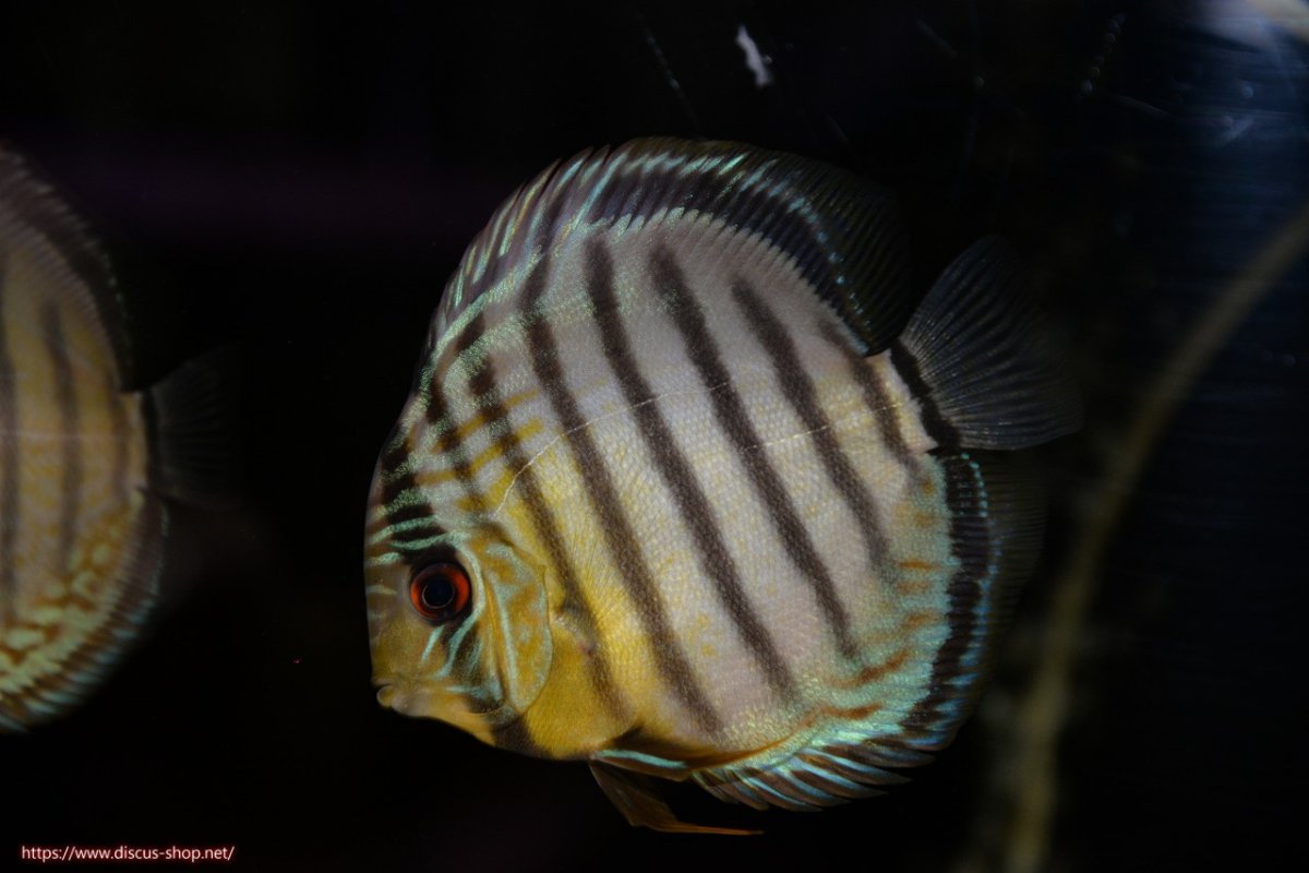 画像1: 【ワイルドディスカス】【通販】【年に一度の入荷】アルトナナイディアマンテ アズール ヤングスター【個体販売】9-11cm（生体）ナナイ産 (1)