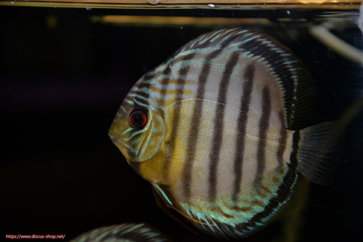 画像2: 【ワイルドディスカス】【通販】【年に一度の入荷】アルトナナイディアマンテ アズール ヤングスター【個体販売】9-11cm（生体）ナナイ産 (2)