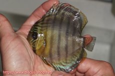 画像3: 【ワイルドディスカス】【通販】【年に一度の入荷】アルトナナイディアマンテ アズール ヤングスター【個体販売】9-11cm（生体）ナナイ産 (3)