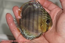 画像4: 【ワイルドディスカス】【通販】【年に一度の入荷】アルトナナイディアマンテ アズール ヤングスター【個体販売】9-11cm（生体）ナナイ産 (4)