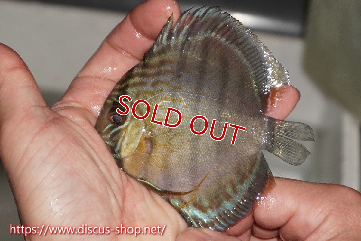 画像1: 【決算セール対象個体】【ワイルドディスカス】【通販】【年に一度の入荷】アルトナナイディアマンテ ロイヤルグリーン ヤングスター【個体販売】9-11cm（生体）ナナイ産 (1)