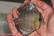 画像2: 【決算セール対象個体】【ワイルドディスカス】【通販】【年に一度の入荷】アルトナナイディアマンテ ロイヤルグリーン ヤングスター【個体販売】9-11cm（生体）ナナイ産 (2)