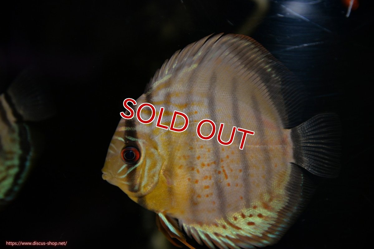 画像1: 【ワイルドディスカス】【通販】【年に一度の入荷】アルトナナイディアマンテ ロイヤルグリーン ヤングスター【個体販売】9-11cm（生体）ナナイ産 (1)