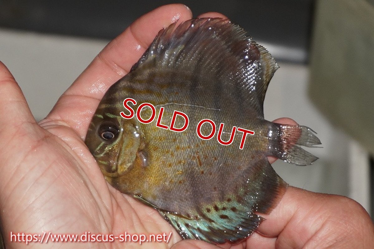 画像2: 【ワイルドディスカス】【通販】【年に一度の入荷】アルトナナイディアマンテ ロイヤルグリーン ヤングスター【個体販売】9-11cm（生体）ナナイ産 (2)