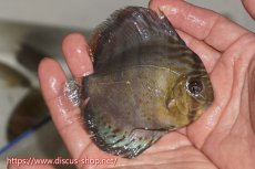 画像2: 【決算セール対象個体】【ワイルドディスカス】【通販】【年に一度の入荷】アルトナナイディアマンテ ロイヤルグリーン ヤングスター【個体販売】9-11cm（生体）ナナイ産 (2)