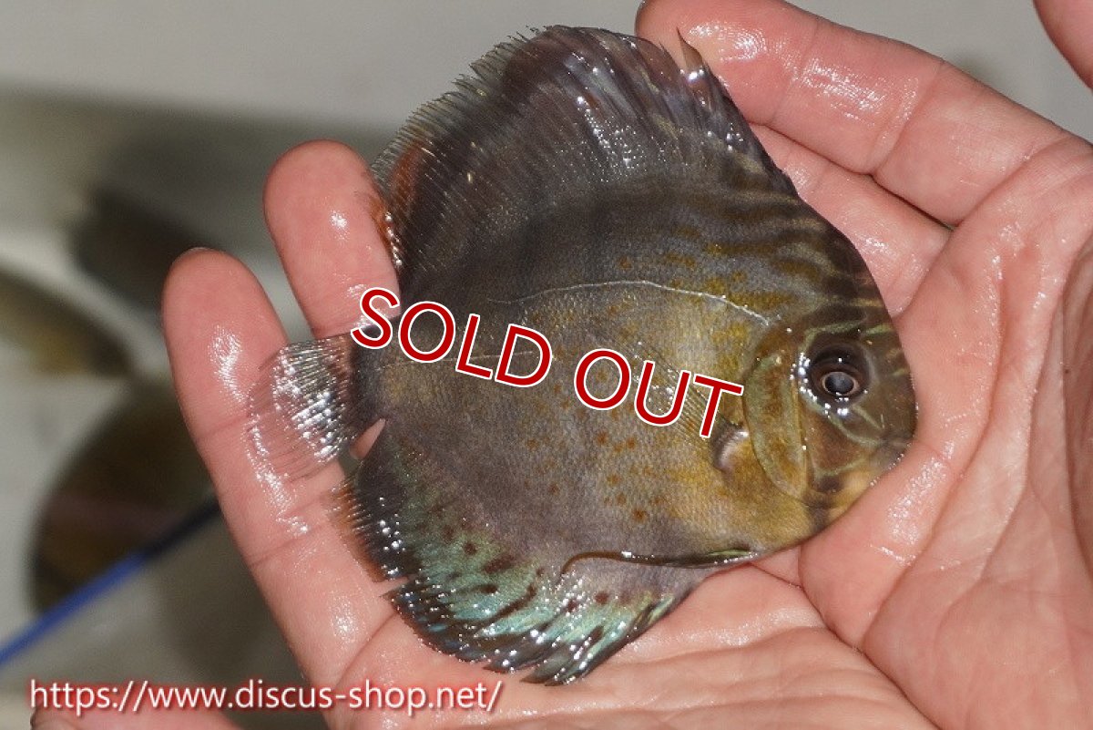 画像3: 【ワイルドディスカス】【通販】【年に一度の入荷】アルトナナイディアマンテ ロイヤルグリーン ヤングスター【個体販売】9-11cm（生体）ナナイ産 (3)