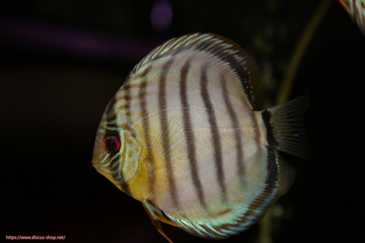 画像1: 【ワイルドディスカス】【通販】【年に一度の入荷】アルトナナイディアマンテ アズール ヤングスター【個体販売】9-11cm（生体）ナナイ産 (1)