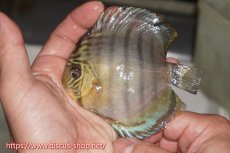 画像1: 【決算セール対象個体】【ワイルドディスカス】【通販】【年に一度の入荷】アルトナナイディアマンテ アズール ヤングスター【個体販売】9-11cm（生体）ナナイ産 (1)