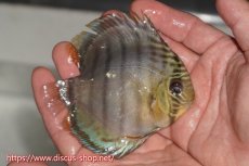 画像3: 【ワイルドディスカス】【通販】【年に一度の入荷】アルトナナイディアマンテ アズール ヤングスター【個体販売】9-11cm（生体）ナナイ産 (3)