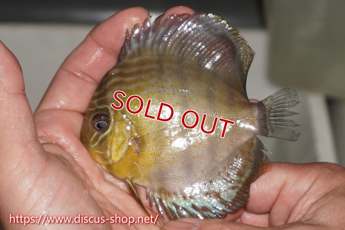 画像1: 【決算セール対象個体】【ワイルドディスカス】【通販】【年に一度の入荷】アルトナナイディアマンテ ロイヤルグリーン ヤングスター【個体販売】9-11cm（生体）ナナイ産 (1)