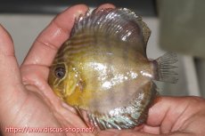 画像1: 【決算セール対象個体】【ワイルドディスカス】【通販】【年に一度の入荷】アルトナナイディアマンテ ロイヤルグリーン ヤングスター【個体販売】9-11cm（生体）ナナイ産 (1)