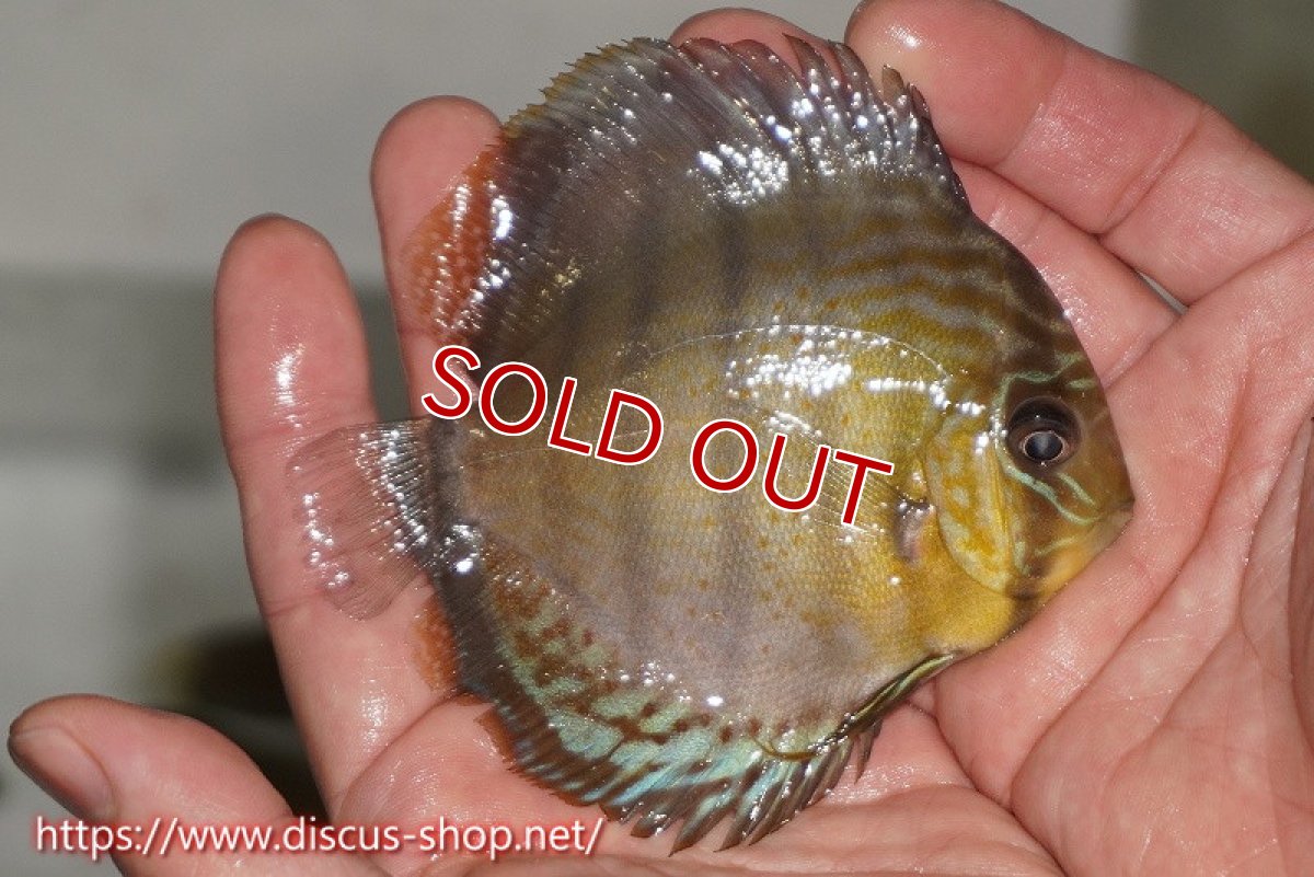 画像2: 【決算セール対象個体】【ワイルドディスカス】【通販】【年に一度の入荷】アルトナナイディアマンテ ロイヤルグリーン ヤングスター【個体販売】9-11cm（生体）ナナイ産 (2)