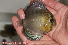 画像2: 【決算セール対象個体】【ワイルドディスカス】【通販】【年に一度の入荷】アルトナナイディアマンテ ロイヤルグリーン ヤングスター【個体販売】9-11cm（生体）ナナイ産 (2)