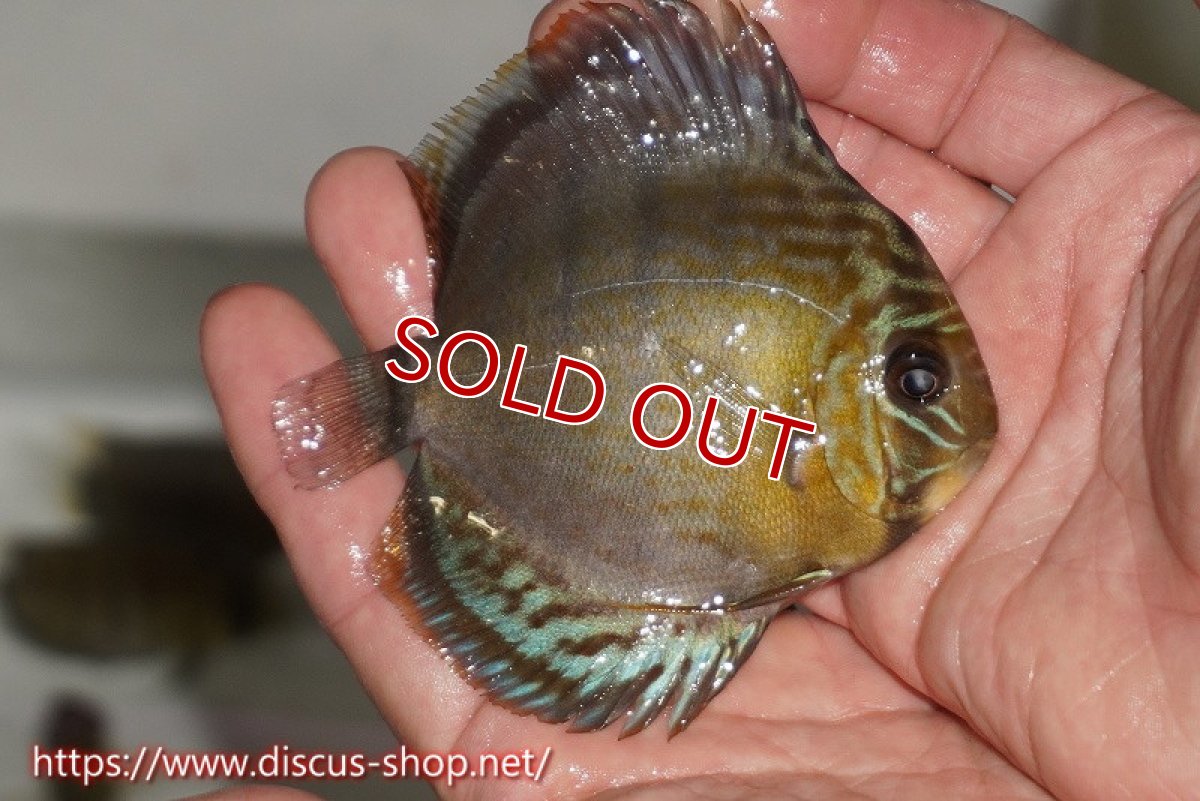 画像3: 【ワイルドディスカス】【通販】【年に一度の入荷】アルトナナイディアマンテ ロイヤルグリーン ヤングスター【個体販売】9-11cm（生体）ナナイ産 (3)