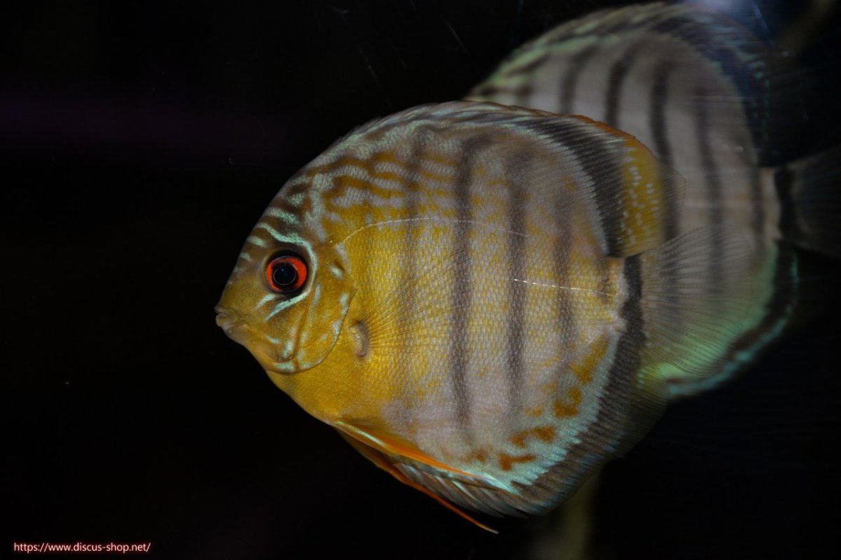 画像1: 【ワイルドディスカス】【通販】【年に一度の入荷】アルトナナイディアマンテ ロイヤルグリーン ヤングスター【個体販売】9-11cm（生体）ナナイ産 (1)