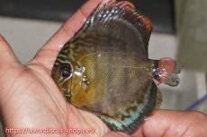 画像1: 【決算セール対象個体】【ワイルドディスカス】【通販】【年に一度の入荷】アルトナナイディアマンテ ロイヤルグリーン ヤングスター【個体販売】9-11cm（生体）ナナイ産 (1)