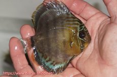 画像3: 【ワイルドディスカス】【通販】【年に一度の入荷】アルトナナイディアマンテ ロイヤルグリーン ヤングスター【個体販売】9-11cm（生体）ナナイ産 (3)