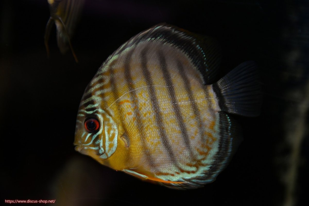 画像1: 【ワイルドディスカス】【通販】【年に一度の入荷】アルトナナイディアマンテ ロイヤルグリーン ヤングスター【個体販売】9-11cm（生体）ナナイ産 (1)