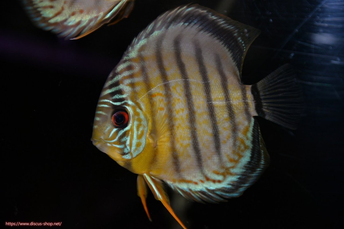 画像2: 【ワイルドディスカス】【通販】【年に一度の入荷】アルトナナイディアマンテ ロイヤルグリーン ヤングスター【個体販売】9-11cm（生体）ナナイ産 (2)