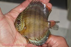 画像3: 【ワイルドディスカス】【通販】【年に一度の入荷】アルトナナイディアマンテ ロイヤルグリーン ヤングスター【個体販売】9-11cm（生体）ナナイ産 (3)