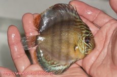 画像4: 【ワイルドディスカス】【通販】【年に一度の入荷】アルトナナイディアマンテ ロイヤルグリーン ヤングスター【個体販売】9-11cm（生体）ナナイ産 (4)