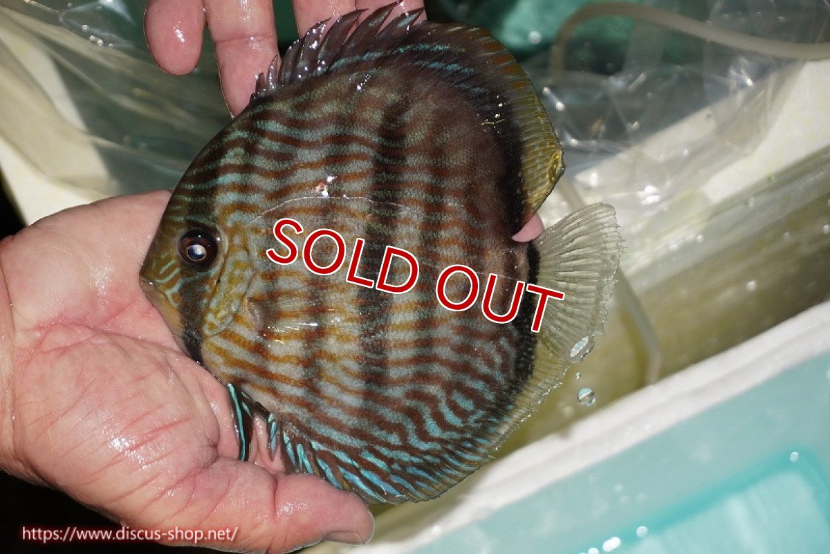 画像2: 【決算セール対象個体】【ワイルドディスカス】【通販】【究極のブルー発色】ヤムンダブリリアント【個体販売】15-16cm（生体）ヤムンダ産 (2)