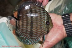 画像3: 【決算セール対象個体】【ワイルドディスカス】【通販】【究極のブルー発色】ヤムンダブリリアント【個体販売】15-16cm（生体）ヤムンダ産 (3)