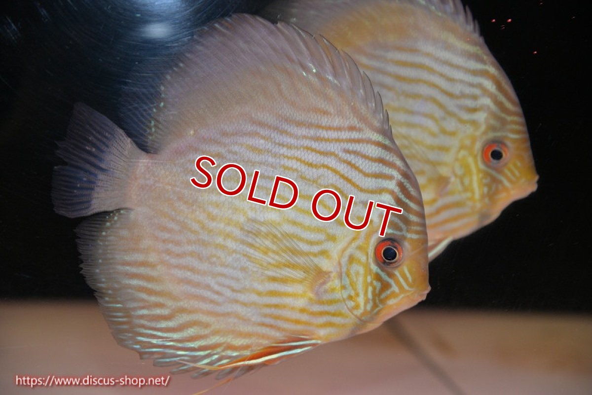 画像1: 【決算セール対象個体】【ワイルドディスカス】【通販】【究極のブルー発色】ヤムンダブリリアント【個体販売】15-16cm（生体）ヤムンダ産 (1)