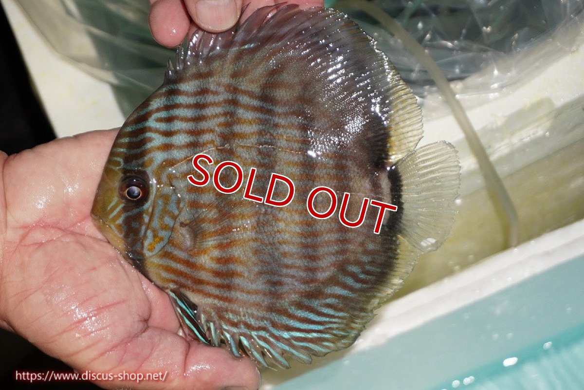 画像2: 【決算セール対象個体】【ワイルドディスカス】【通販】【究極のブルー発色】ヤムンダブリリアント【個体販売】15-16cm（生体）ヤムンダ産 (2)