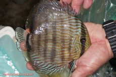 画像2: 【ワイルドディスカス】【通販】【究極のブルー発色】ヤムンダブリリアント【個体販売】15-16cm（生体）ヤムンダ産 (2)