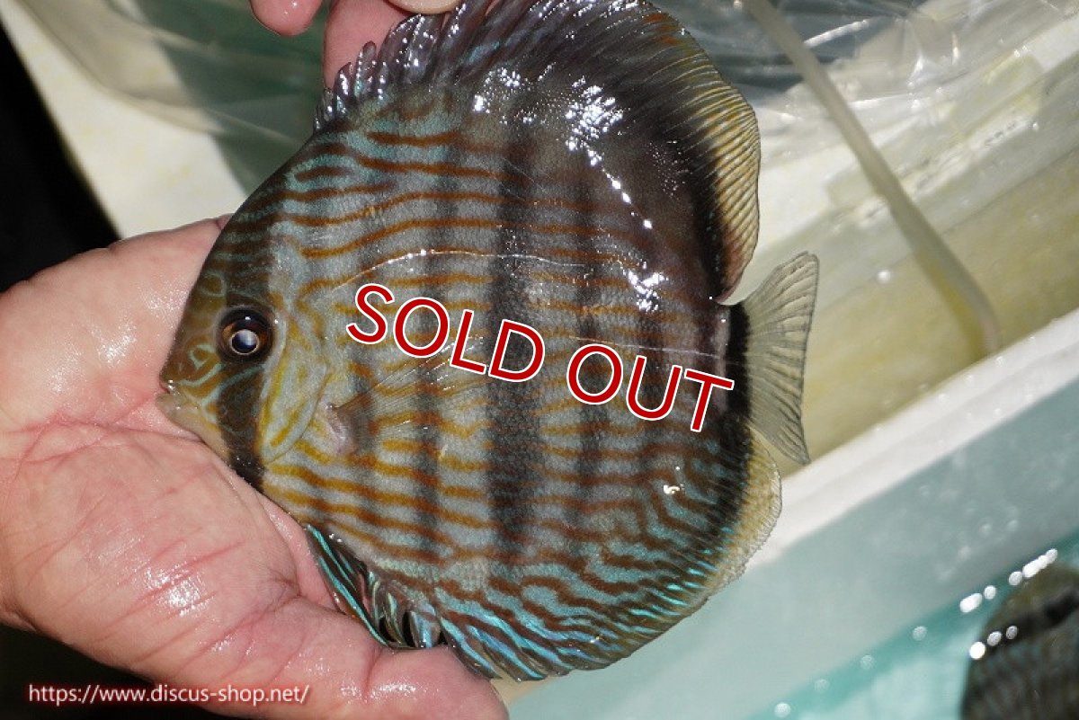 画像1: 【ワイルドディスカス】【通販】【究極のブルー発色】ヤムンダブリリアント【個体販売】15-16cm（生体）ヤムンダ産 (1)