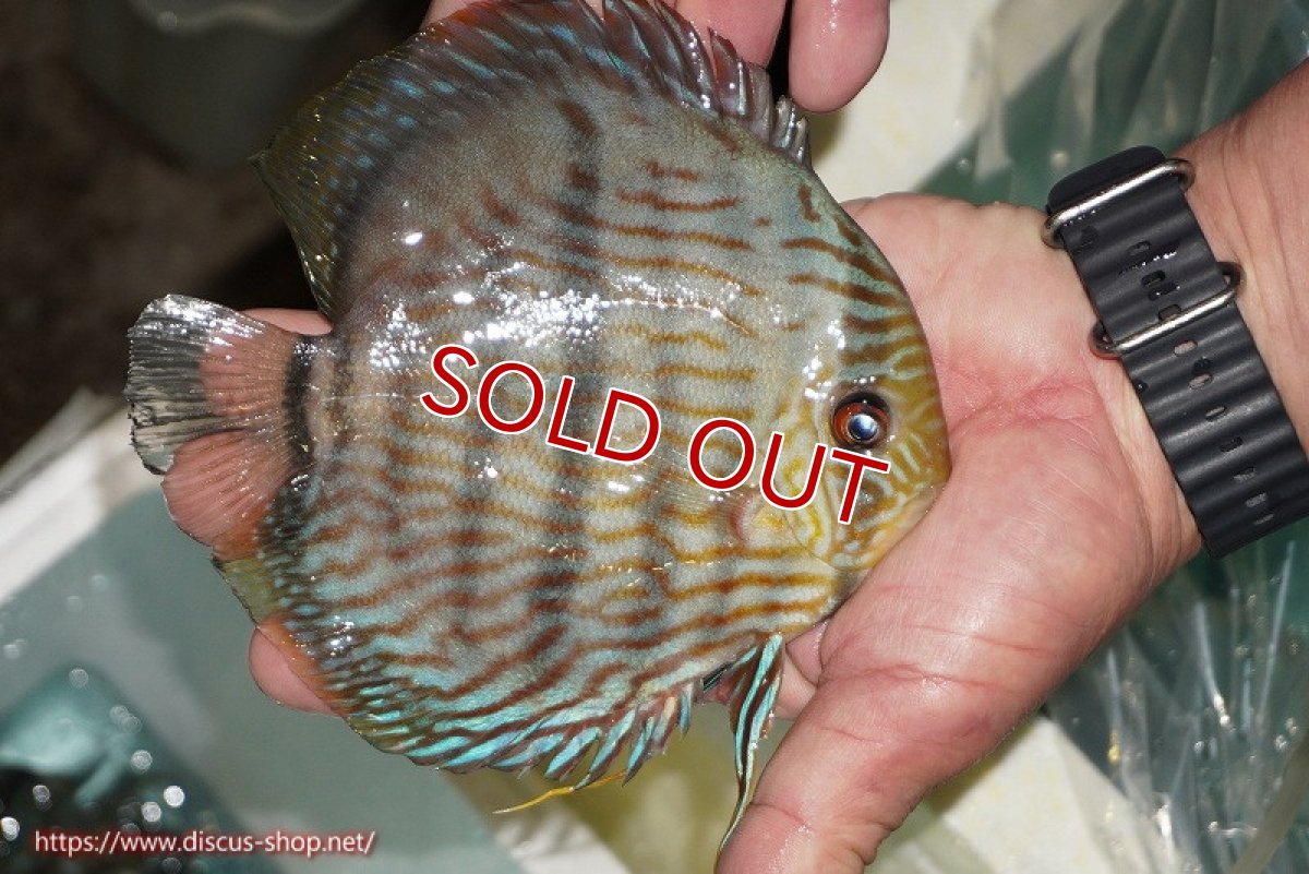 画像2: 【ワイルドディスカス】【通販】【究極のブルー発色】ヤムンダブリリアント【個体販売】15-16cm（生体）ヤムンダ産 (2)