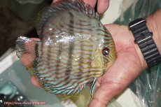 画像2: 【ワイルドディスカス】【通販】【究極のブルー発色】ヤムンダブリリアント【個体販売】15-16cm（生体）ヤムンダ産 (2)