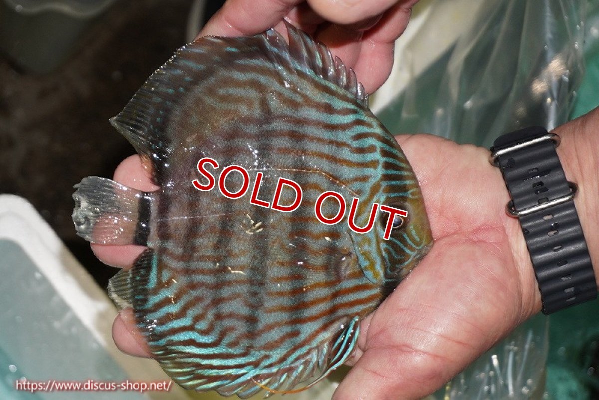 画像2: 【ワイルドディスカス】【通販】【究極のブルー発色】ヤムンダブリリアント【個体販売】15-16cm（生体）ヤムンダ産 (2)