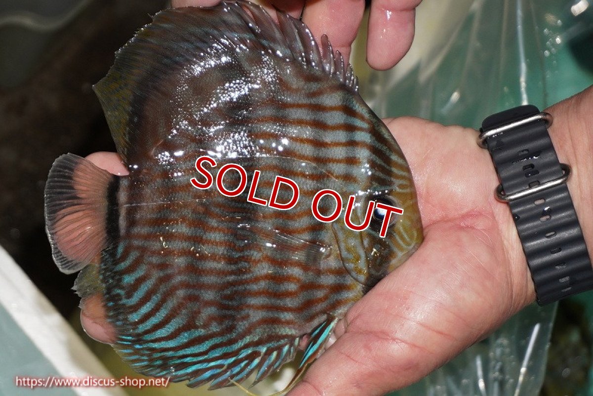 画像2: 【ワイルドディスカス】【通販】【究極のブルー発色】ヤムンダブリリアント【個体販売】15-16cm（生体）ヤムンダ産 (2)