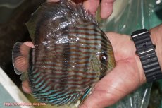 画像2: 【ワイルドディスカス】【通販】【究極のブルー発色】ヤムンダブリリアント【個体販売】15-16cm（生体）ヤムンダ産 (2)