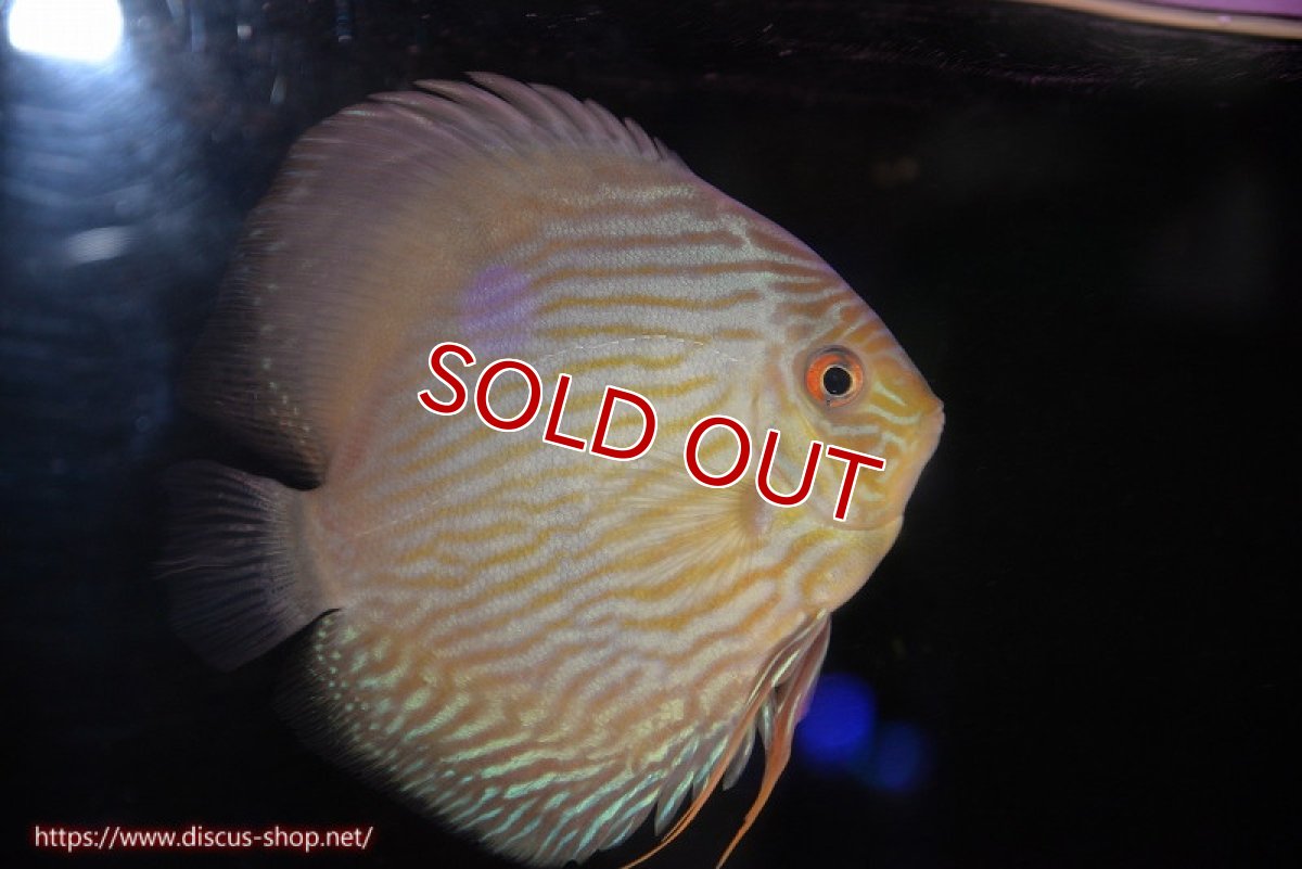 画像1: 【決算セール対象個体】【ワイルドディスカス】【通販】【究極のブルー発色】ヤムンダブリリアント【個体販売】15-16cm（生体）ヤムンダ産 (1)