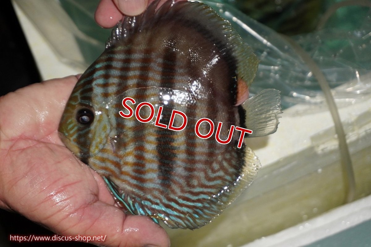画像2: 【決算セール対象個体】【ワイルドディスカス】【通販】【究極のブルー発色】ヤムンダブリリアント【個体販売】15-16cm（生体）ヤムンダ産 (2)