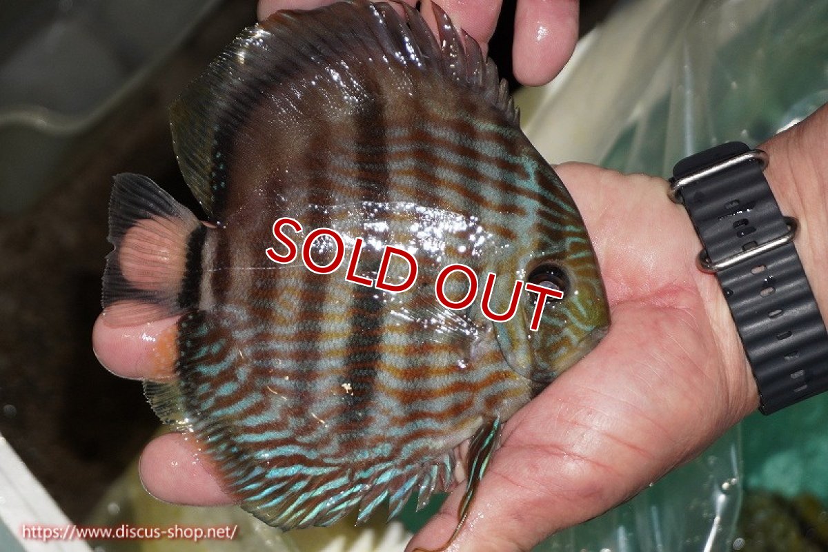 画像3: 【決算セール対象個体】【ワイルドディスカス】【通販】【究極のブルー発色】ヤムンダブリリアント【個体販売】15-16cm（生体）ヤムンダ産 (3)