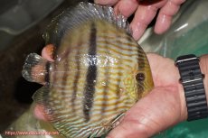 画像2: 【ワイルドディスカス】【通販】【究極のブルー発色】ヤムンダブリリアント【個体販売】15-16cm（生体）ヤムンダ産 (2)