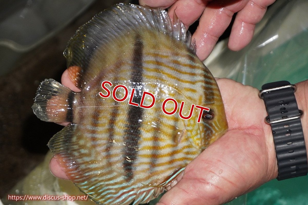 画像3: 【ワイルドディスカス】【通販】【究極のブルー発色】ヤムンダブリリアント【個体販売】15-16cm（生体）ヤムンダ産 (3)