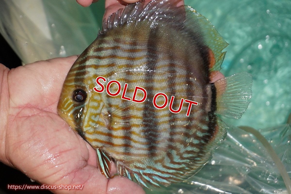 画像1: 【ワイルドディスカス】【通販】【究極のブルー発色】ヤムンダブリリアント【個体販売】15-16cm（生体）ヤムンダ産 (1)