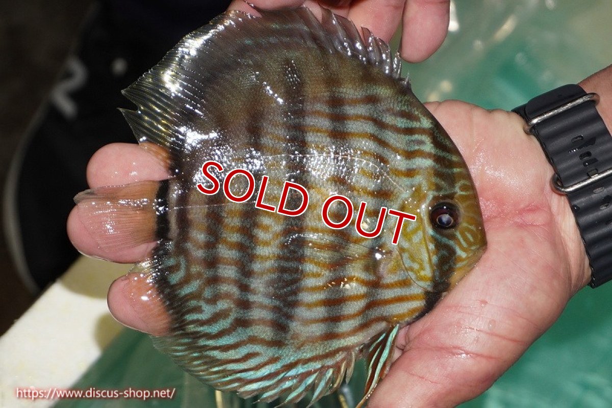 画像2: 【ワイルドディスカス】【通販】【究極のブルー発色】ヤムンダブリリアント【個体販売】15-16cm（生体）ヤムンダ産 (2)