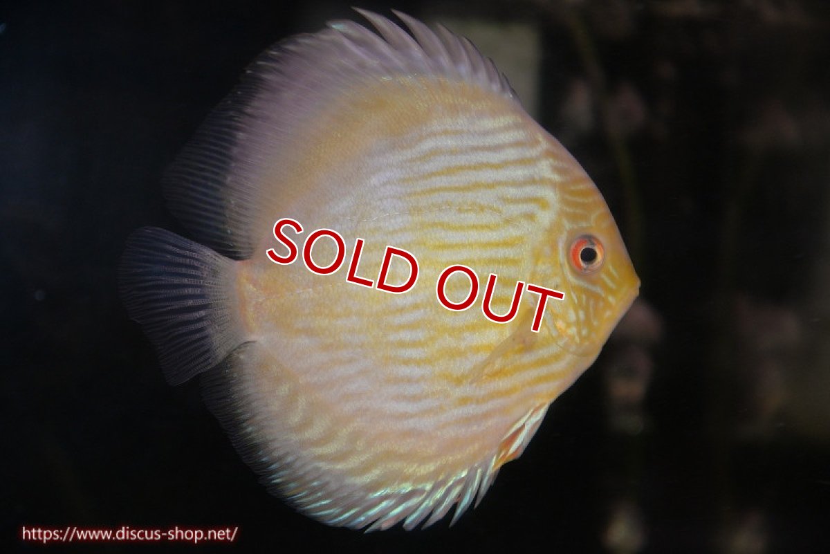 画像1: 【決算セール対象個体】【ワイルドディスカス】【通販】【究極のブルー発色】ヤムンダブリリアント【個体販売】15-16cm（生体）ヤムンダ産 (1)