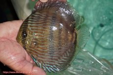 画像1: 【ワイルドディスカス】【通販】【究極のブルー発色】ヤムンダブリリアント【個体販売】15-16cm（生体）ヤムンダ産 (1)